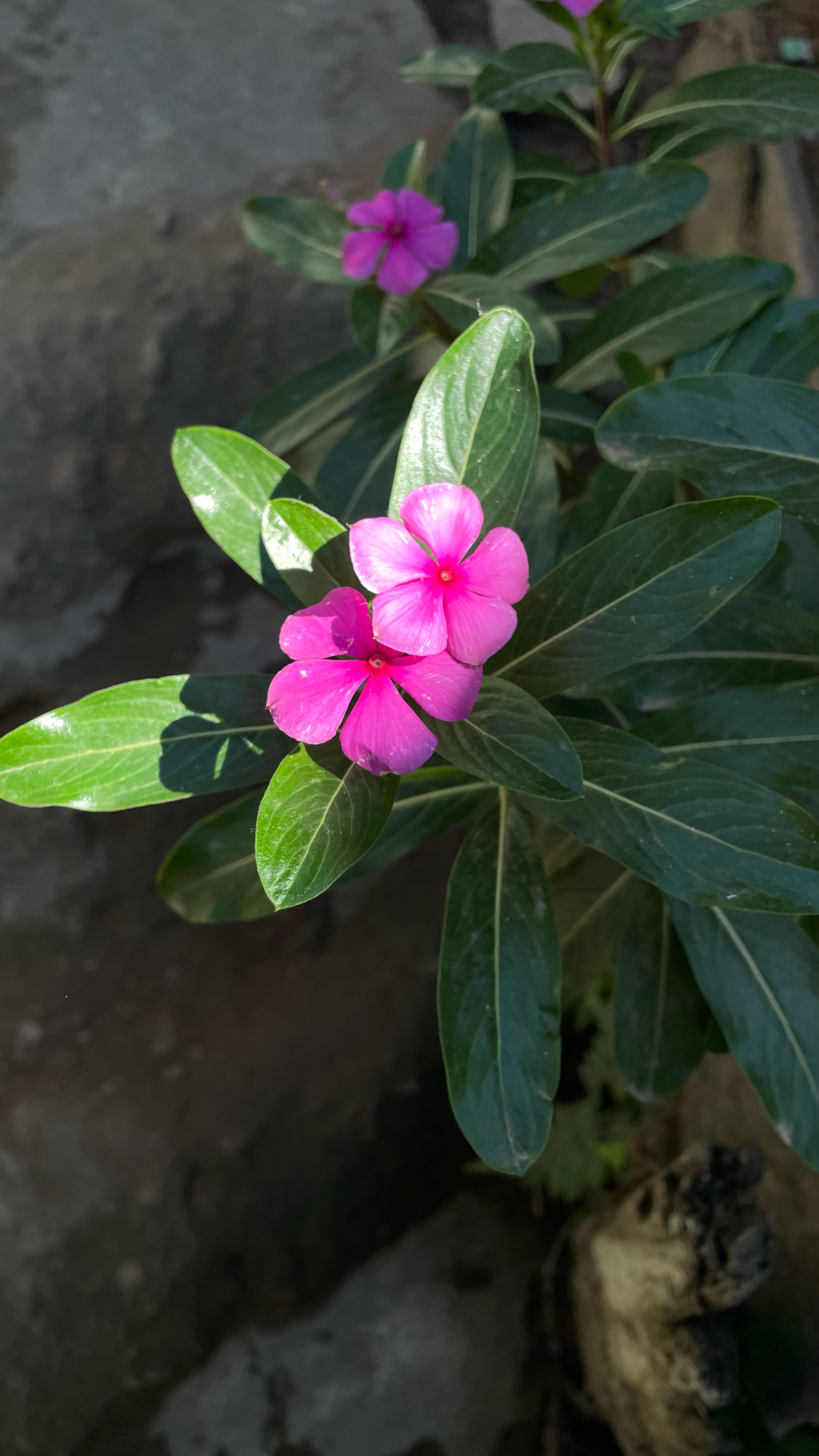 Catharanthus roseus