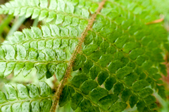 Polystichum parvipinnulum