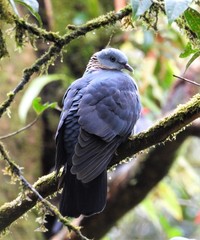 Columba pulchricollis