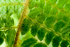 Polystichum parvipinnulum