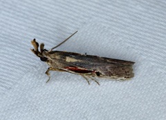 Pseudodavara haemaphoralis