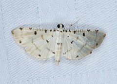 Pycnarmon cribrata