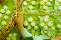 Polystichum parvipinnulum