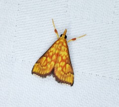 Pyrausta ignealis