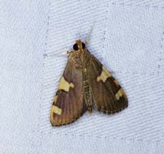 Rehimena phrynealis