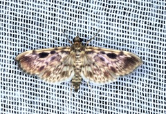 Rhimphaliodes macrostigma