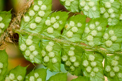 Polystichum parvipinnulum