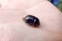 Phelotrupes