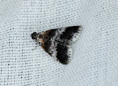 Salma ridiculalis