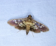 Uresiphita quinquigera