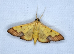 Meroctena tullalis