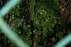 Adiantum monochlamys