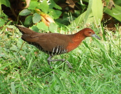 Rallina eurizonoides