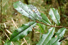Prunus spinulosa