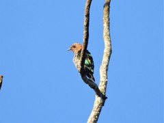 Chrysococcyx maculatus