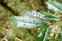 Prunus spinulosa
