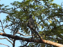 Lalage fimbriata