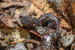Hynobius formosanus