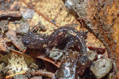 Hynobius formosanus