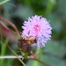 Koschevnikov's Honey Bee - Photo (c) Needhi K. Thangasamy, some rights reserved (CC BY-NC), uploaded by Needhi K. Thangasamy