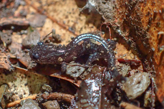 Hynobius formosanus