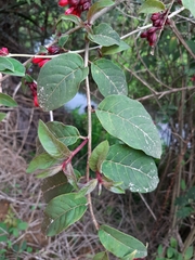 Cestrum fasciculatum
