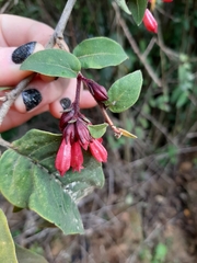 Cestrum fasciculatum