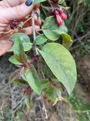 Cestrum fasciculatum