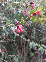 Cestrum fasciculatum
