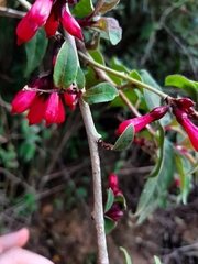 Cestrum fasciculatum