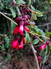 Cestrum fasciculatum