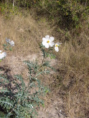 Argemone grandiflora armata