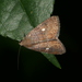 Oriental Eight-Spot - Photo (c) blackdogto, some rights reserved (CC BY-NC), uploaded by blackdogto