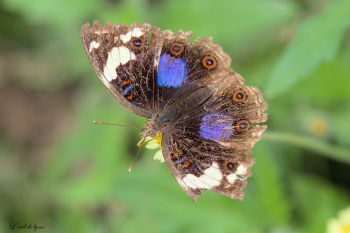 Blue-spot Pansy