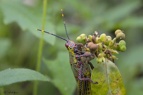 Variegated grasshopper