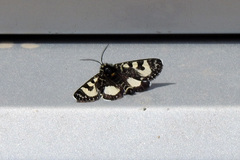 Agaristodes feisthamelii
