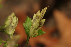 Calycomyza artemisiae