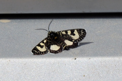 Agaristodes feisthamelii