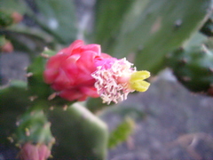 Opuntia dejecta
