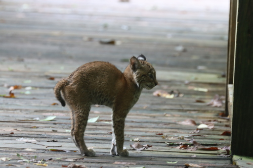 Bobcat photographed in Louisiana