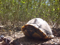 Terrapene carolina mexicana