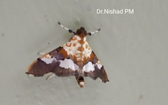 Aetholix flavibasalis