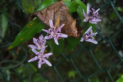 Tricyrtis hirta