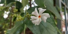 Nyctanthes arbor-tristis