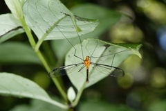 Aurotipula clara