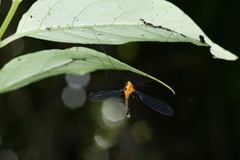 Aurotipula clara