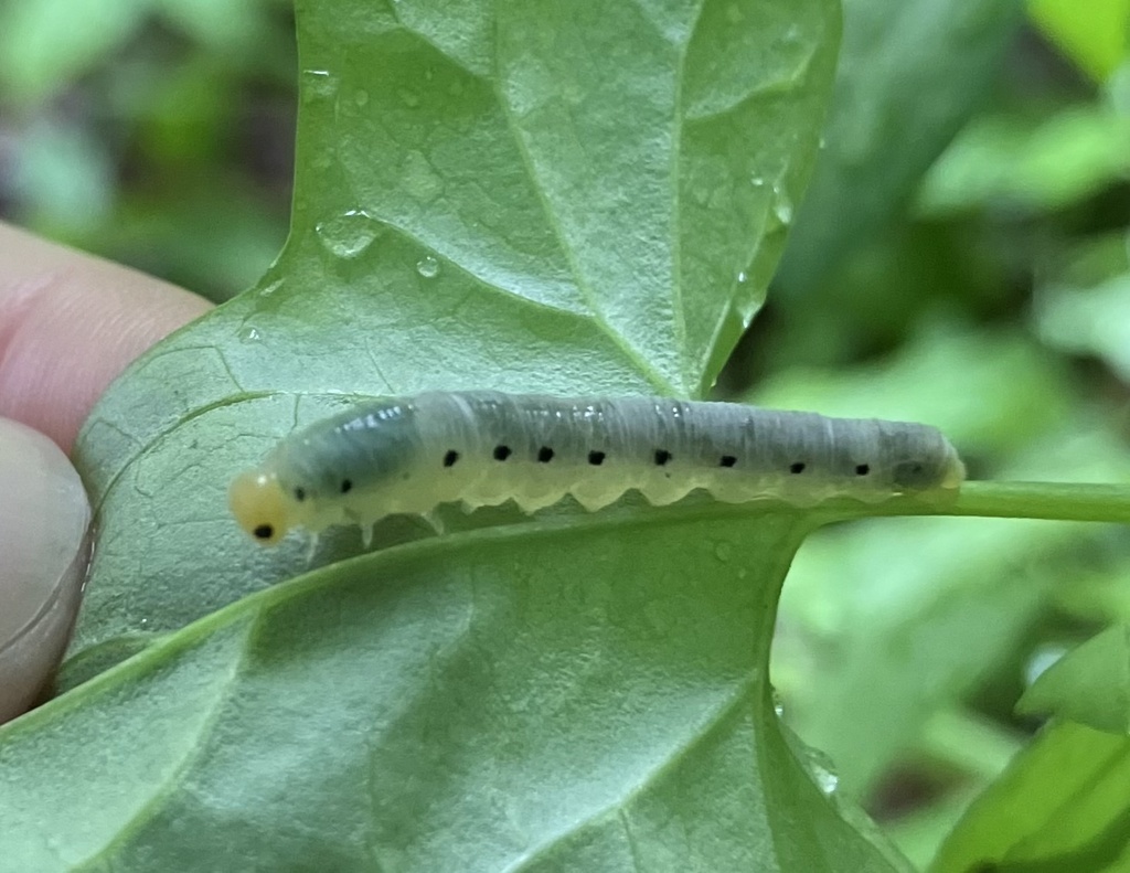 Macrophya carbonaria