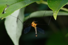 Aurotipula clara