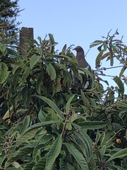 Hemiphaga novaeseelandiae