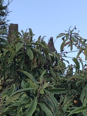 Hemiphaga novaeseelandiae